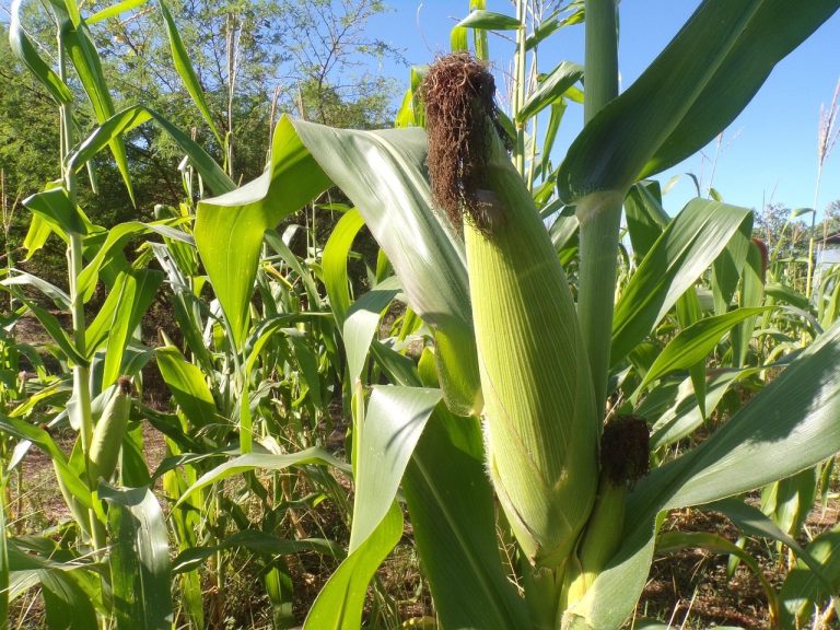 corn-9285575_1280